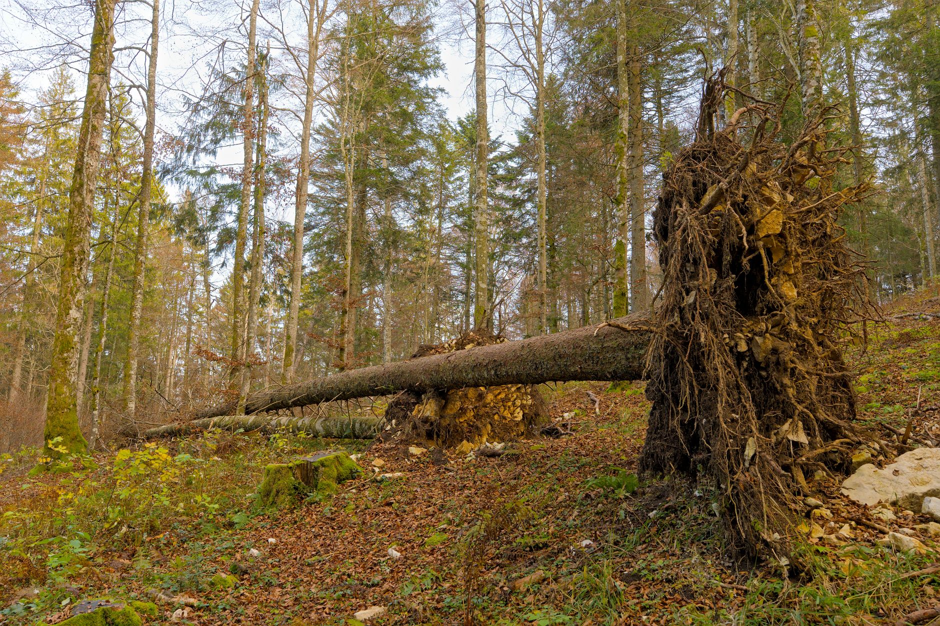 Enlèvement arbre urgence équipe à Meaux
